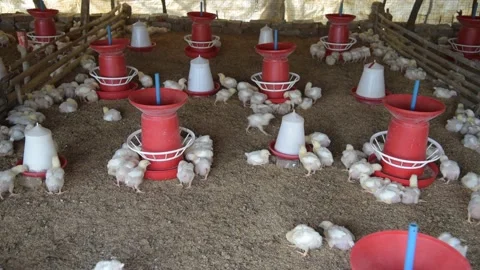 Broiler chicks are being raised on poultry farms and the chicks are busy feed Stock Footage 150121082
