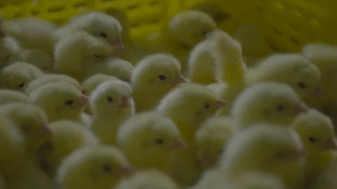 Broiler Chicks, Broiler chicken Stock Footage 111775396