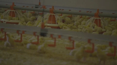 Broiler Chicks, Broiler chicken Stock Footage 111775417
