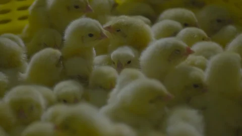 Broiler Chicks, Broiler chicken Stock Footage 111775419