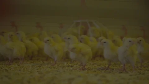 Broiler Chicks, Broiler chicken Stock Footage 111775537