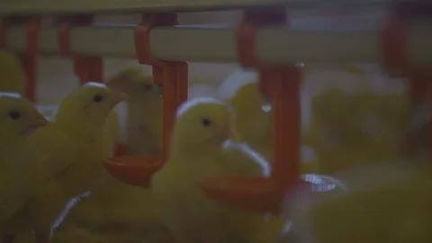Broiler Chicks drinking Stock Footage 111776109