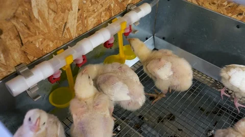 Broiler chicks drinking water from nipple drinker system 스톡 동영상 339084863