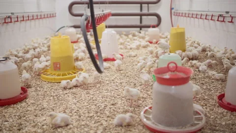 Broiler chicks eating grain at poultry farm Stock Footage 161189148
