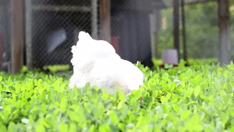 Broiler, digging in the green grass for insects, enclosed in a pen. Stock-Footage 252201232