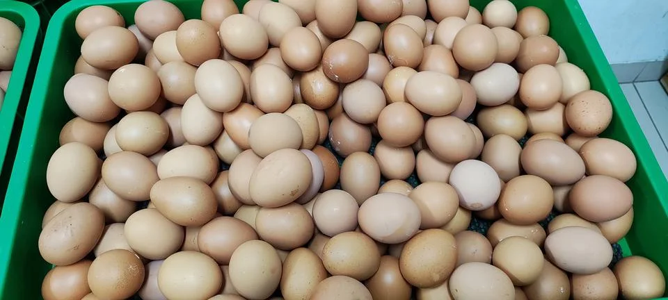 Broiler egg Stock Photos
