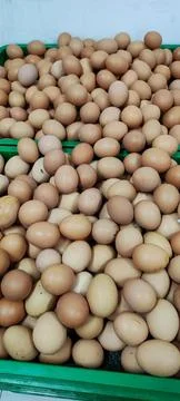 Broiler egg Stock Photos