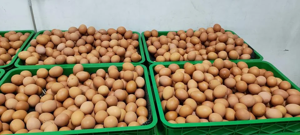 Broiler egg Stock Photos