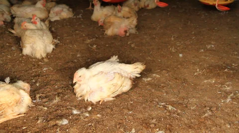 Broiler Stock Footage 32179265