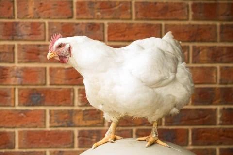 Broiler hen Stock Photos