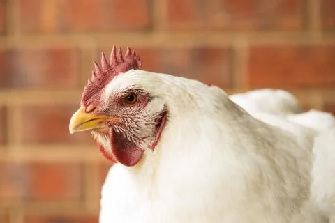 Broiler hen Stock Photos