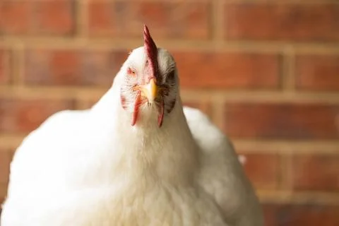 Broiler hen Stock Photos