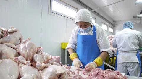 Broiler poultry meat. Stock-Footage 264350139