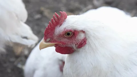 Broiler rooster with red comb and tufted. Stock Footage 142441954