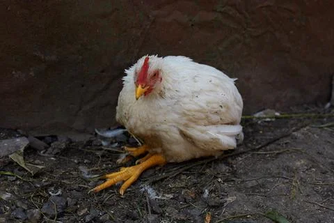 The broiler rooster is sick he has bad legs lives on a farm Stock Photos