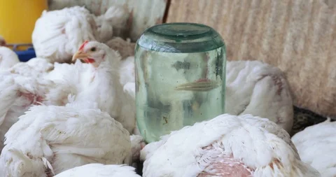 Broilers in the aviary Stock-Footage 90648668