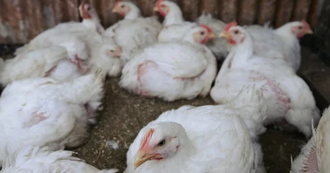 Broilers in the aviary Stock-Footage 90787233