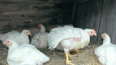 Broilers on a bed of hay Stock Footage 10918134