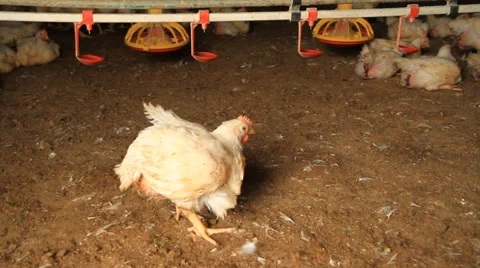 Broilers Stock Footage 32179365
