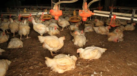 Broilers Stock Footage 32185141