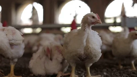 Broilers Stock-Footage 73928193