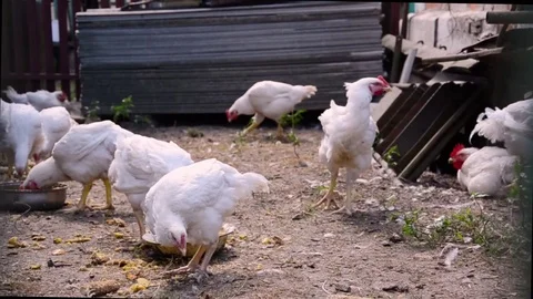 Broilers Stock Footage 81271721