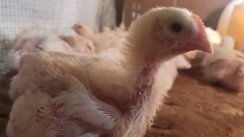 Broilers Stock Footage 208543641