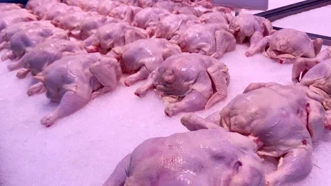 Broilers Video stock 270456574