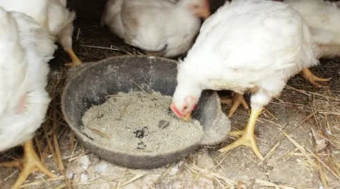 Broilers peck feed Video stock 10918128