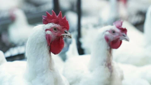 Broilers with red crests stand among birds group Stock-Footage 90085686