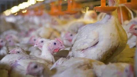 Broilers sit and walk inside a cage with limited space. Stock Footage 83653710