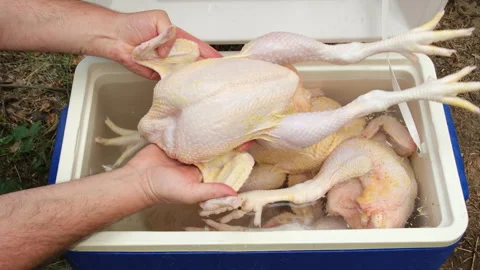 Broilers stored in cold water in cooler after butchered and plucked Stock Footage 250901975