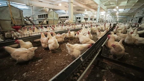 Broilers walk and eat in hennery on poultry farm Stock Footage 90296659