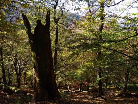A broke tree in the forest Stock Photos
