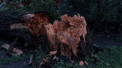 Broken after a thunderstorm tree in the city Park Stock Footage 111220266