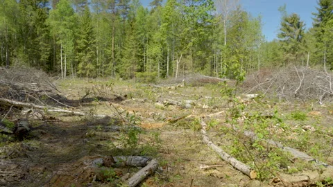 The broken and cut logs on the ground in the forest Stock Footage 138554874