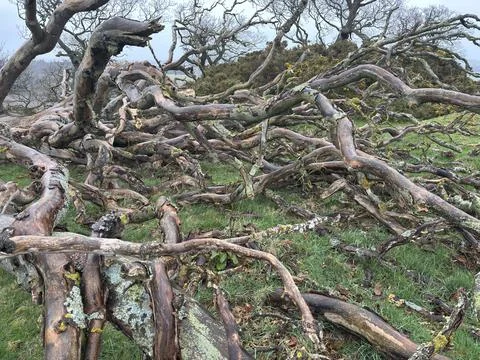 Broken and decayed tree branches in a field in Scotland Stock Photos