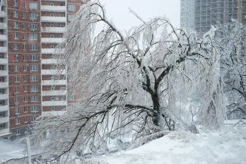 Broken and fallen tree branches after an ice storm. Trees covered with ice an Stock Photos
