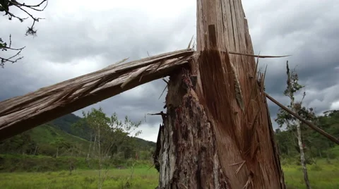 Broken and Splintered Tree Dolly Down Stock Footage 51851057