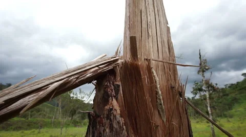 Broken and Splintered Tree Pan Stock Footage 51854355