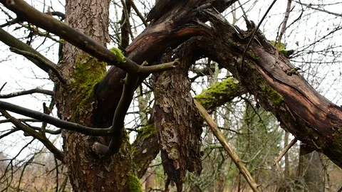 Broken apple tree branch Stock-Footage 119217280