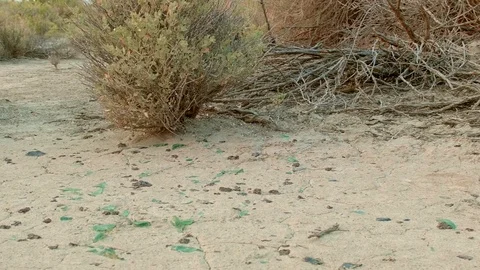 Broken arrowhead obsidian flakes and glass ancient and modern desert Roadside Stock-Footage 81603922