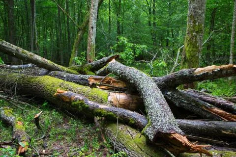 Broken ash tree branch moss wrapped Stock Photos