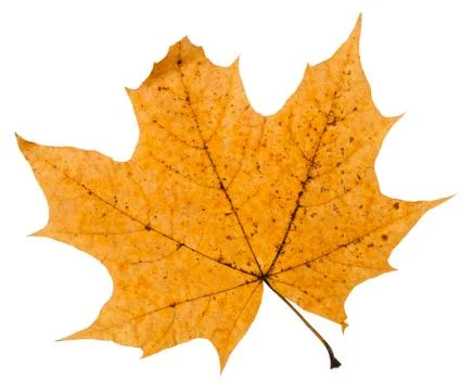 Broken autumn leaf of maple tree isolated Stock Photos