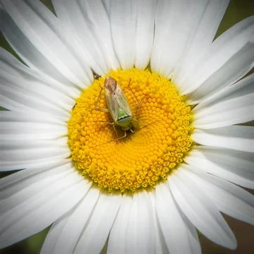 Broken Back Bug and daisy in Old Aucoot District, Mattapoisett, Massachusetts Stock Photos