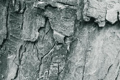 A broken background in the style of a tree is very close Stock Photos