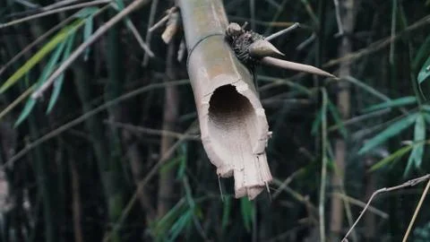 Broken bamboo Stock Photos