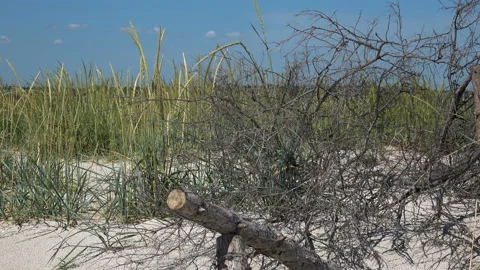 Broken barbed wire fence Видео 115522464