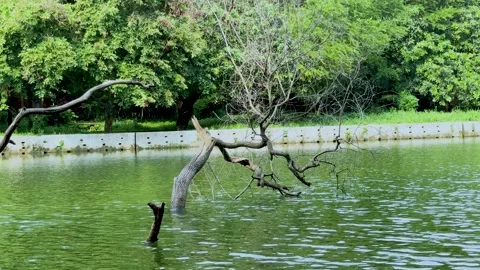Broken bare tree trunk sticking out of a rippling green park lake Stock Footage 337584035