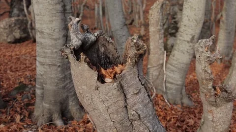 Broken bare tree trunks in a beech forest in autumn Video stock 170021638